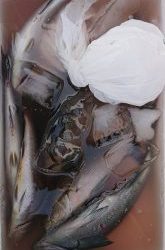 伊豆下田フィッシング 釣果