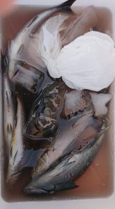 伊豆下田フィッシング 釣果