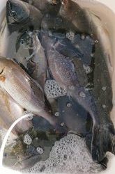 伊豆下田フィッシング 釣果