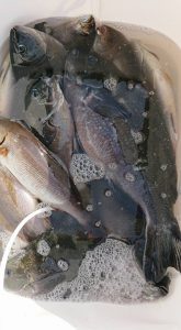 伊豆下田フィッシング 釣果