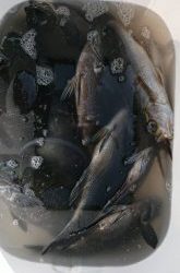 伊豆下田フィッシング 釣果