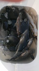 伊豆下田フィッシング 釣果