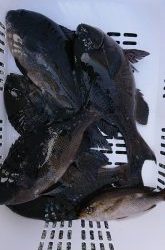 伊豆下田フィッシング 釣果