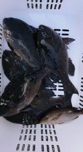 伊豆下田フィッシング 釣果