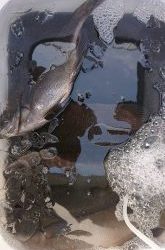 伊豆下田フィッシング 釣果