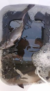 伊豆下田フィッシング 釣果