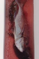 伊豆下田フィッシング 釣果