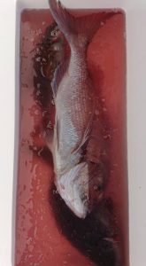 伊豆下田フィッシング 釣果