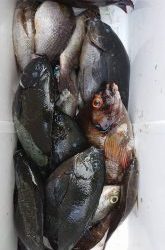 伊豆下田フィッシング 釣果