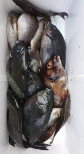 伊豆下田フィッシング 釣果