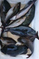 伊豆下田フィッシング 釣果