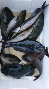 伊豆下田フィッシング 釣果