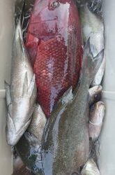 伊豆下田フィッシング 釣果