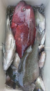 伊豆下田フィッシング 釣果