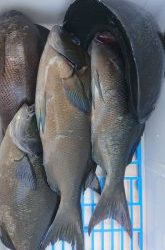 伊豆下田フィッシング 釣果