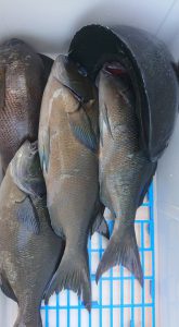 伊豆下田フィッシング 釣果