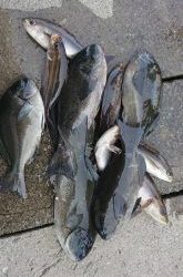 伊豆下田フィッシング 釣果