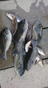 伊豆下田フィッシング 釣果