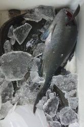 伊豆下田フィッシング 釣果