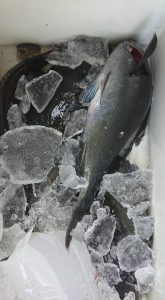 伊豆下田フィッシング 釣果