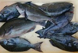 伊豆下田フィッシング 釣果