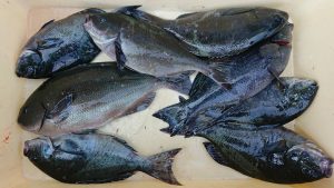 伊豆下田フィッシング 釣果