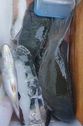 伊豆下田フィッシング 釣果