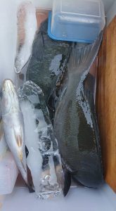 伊豆下田フィッシング 釣果