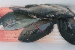 伊豆下田フィッシング 釣果