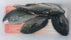 伊豆下田フィッシング 釣果