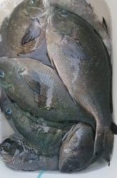 伊豆下田フィッシング 釣果