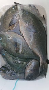 伊豆下田フィッシング 釣果