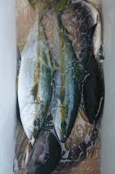 伊豆下田フィッシング 釣果