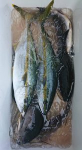 伊豆下田フィッシング 釣果