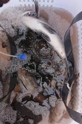 伊豆下田フィッシング 釣果