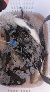 伊豆下田フィッシング 釣果