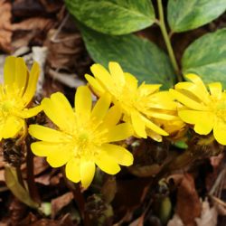 小菅トラウトガーデン 釣果
