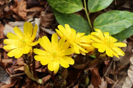 小菅トラウトガーデン 釣果