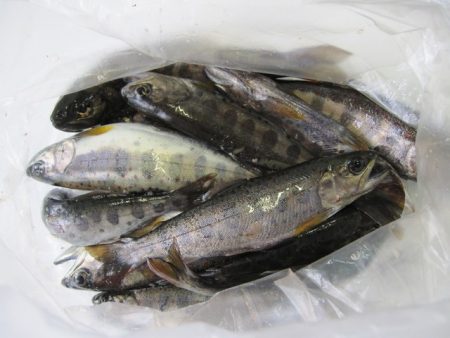 狩野川（狩野川漁業協同組合） 釣果