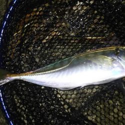 日本海アジング