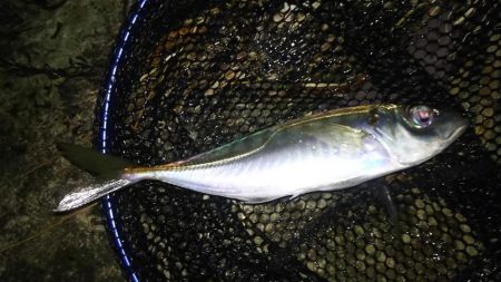 日本海アジング