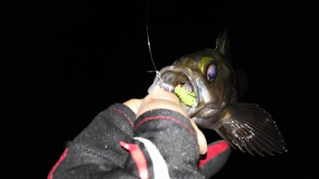 渋々メバリング