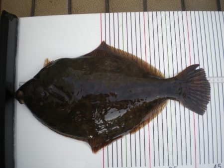 オリジナルメーカー海づり公園(市原市海づり…