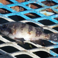 オリジナルメーカー海づり公園(市原市海づり施設) 釣果