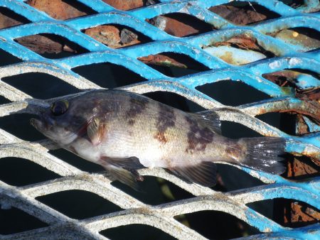 オリジナルメーカー海づり公園(市原市海づり施設) 釣果