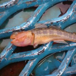 オリジナルメーカー海づり公園(市原市海づり施設) 釣果