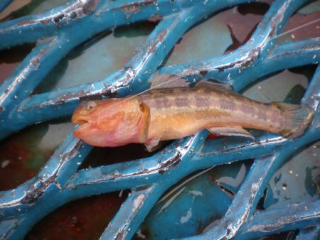 オリジナルメーカー海づり公園(市原市海づり…