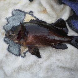 オリジナルメーカー海づり公園(市原市海づり施設) 釣果