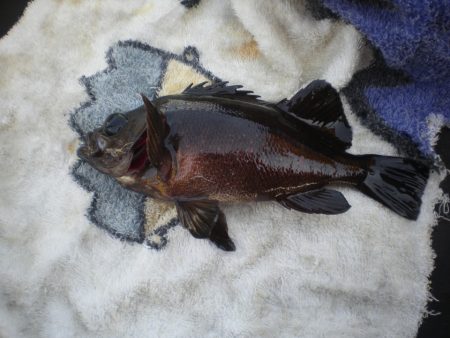 オリジナルメーカー海づり公園(市原市海づり施設) 釣果