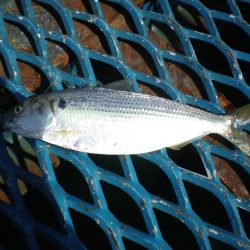 オリジナルメーカー海づり公園(市原市海づり施設) 釣果